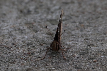 Tiny butterfly in nature