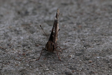 Tiny butterfly in nature