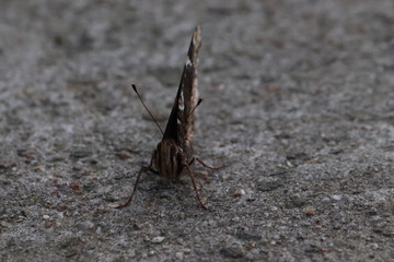 Tiny butterfly in nature