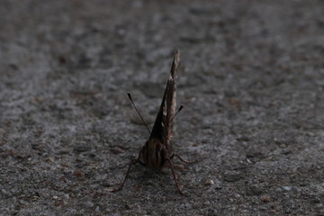 Tiny butterfly in nature