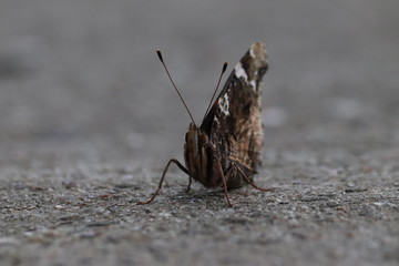 Tiny butterfly in nature
