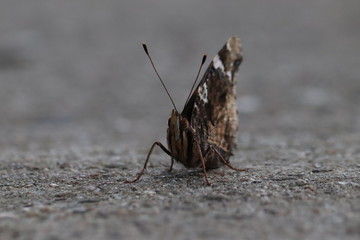 Tiny butterfly in nature