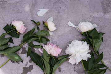 Closeup of beautiful pink and white Peonie flower on light background