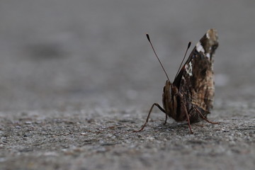 Tiny butterfly in nature
