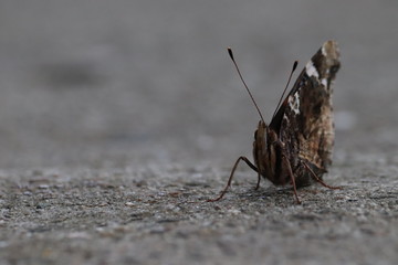 Tiny butterfly in nature