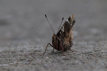 Tiny butterfly in nature
