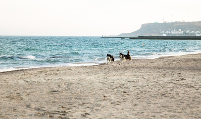 two husky dogs have a fun and running on the beach