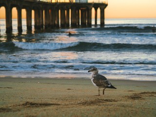 Albatross walking on the sand near the pier at Manhattan beach in Los Angeles
