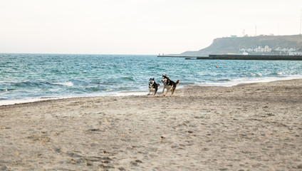 two husky dogs have a fun and running on the beach