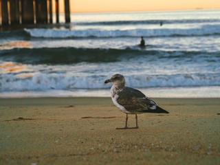 Albatross walking on the sand near the pier at Manhattan beach in Los Angeles