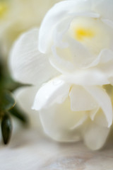 Fototapeta na wymiar White freesia flowers on the board, different focus