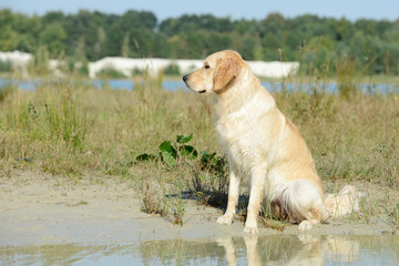 dog golden retriever sitting on the lake and looking