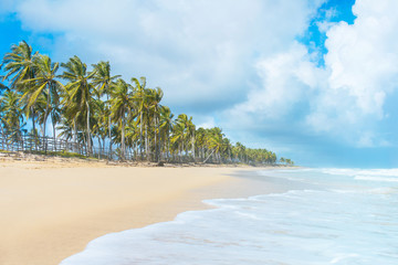 Tropical beach. Soft ocean wave, green palm tree and blue sky.