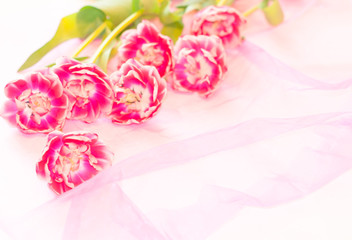 A peony tulips on transparent cloth isolated