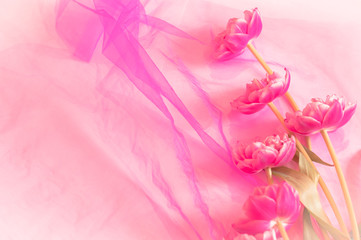 A peony tulips on transparent cloth isolated
