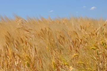 Golden wheat field in the wind