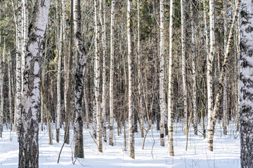 .Birch grove in a winter sunny day.