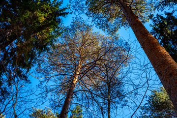 Trees, forest, clear sky, view from the bottom.