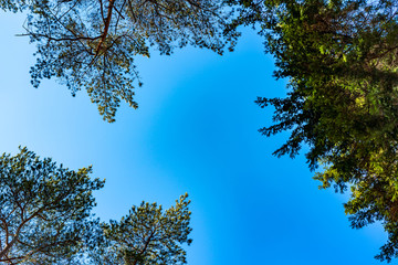 Trunks of pines, trees and clear blue sky.