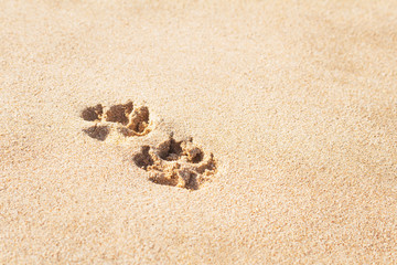 Fototapeta na wymiar Dog footprints in the sand on the beach