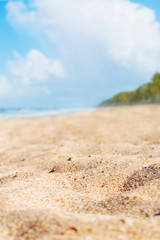 Fototapeta na wymiar Tropical wild beach, sand and green palm trees on background