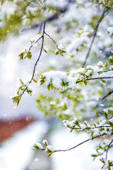 Beautiful Spring snowdrop flowers on snow background