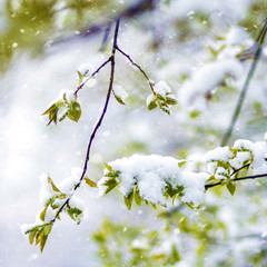 Beautiful Spring snowdrop flowers on snow background
