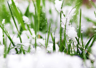 Beautiful Spring snowdrop flowers on snow background