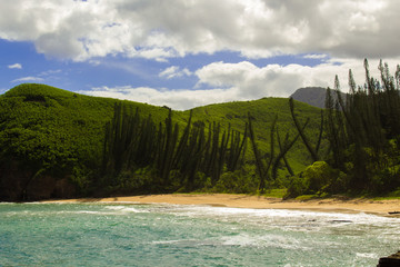 View of beach with slender trees, New Caledonia