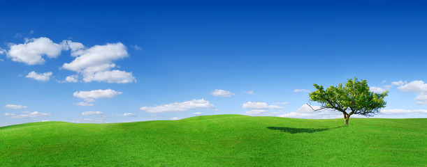 Fototapeta na wymiar Idyll, panoramic landscape, lonely tree among green fields