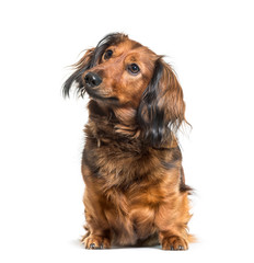 Dachshund, sausage dog, wiener dog sitting in front of white bac