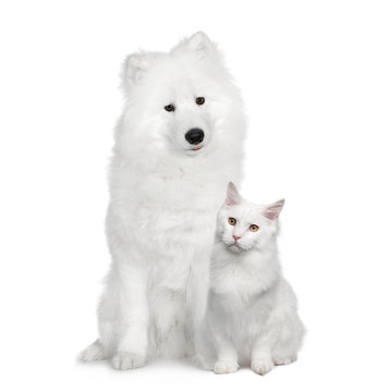 Cat and dog, Turkish Angora and Samoyed in front of a white background