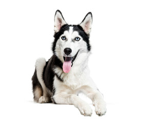 Siberian Husky, 6 months old, lying in front of white background