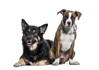 Shepherd, Staffordshire Terrier sitting in front of white backgr