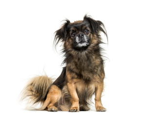 Tibetan spaniel sitting in front of white background