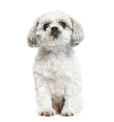 Shih Tzu, the Chrysanthemum Dog sitting in front of white backgr