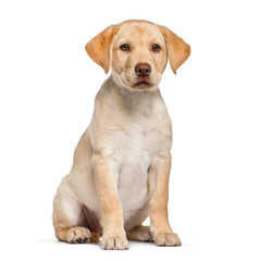Young Labrador Retriever puppy, 2 months old, sitting in front o