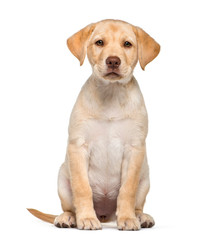 Labrador Retriever, 2 months old, sitting in front of white back