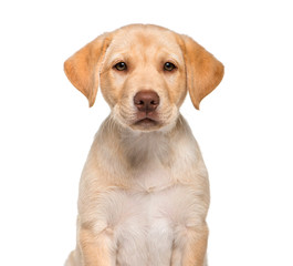 Labrador Retriever, 2 months old, sitting in front of white back