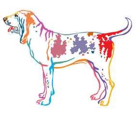 Colorful decorative portrait of Dog Bracco Italiano vector illustration