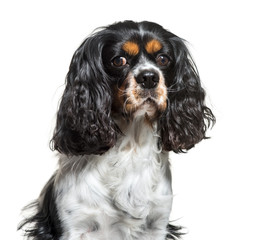 Cavalier King Charles, 6 years old, in front of white background