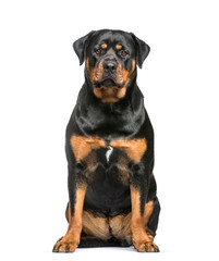 Rottweiler, 1 year old, sitting in front of white background