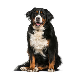 Bernese Mountain dog, 6 years old, sitting in front of white bac
