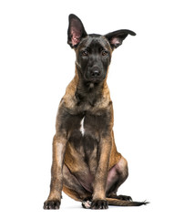 Malinois dog, 3 months old, sitting in front of white background