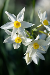 ラッパズイセン