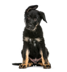 Malinois dog, 3 months old, sitting in front of white background