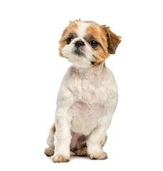 Shih Tzu, 8 months old, sitting in front of white background