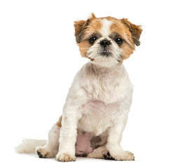 Shih Tzu, 8 months old, sitting in front of white background