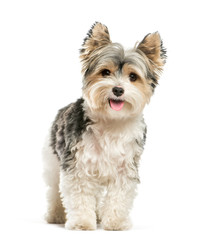 Biewer Yorkshire Terrier, 3 years old, in front of white backgro