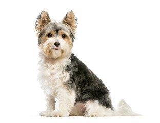 Biewer Yorkshire Terrier, 3 years old, sitting in front of white